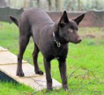 /album/fotogallerij/spike-11-jpg/